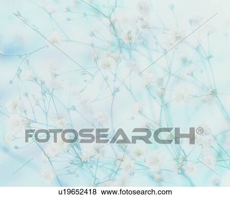 Stock Photo - Gypsophila. Fotosearch