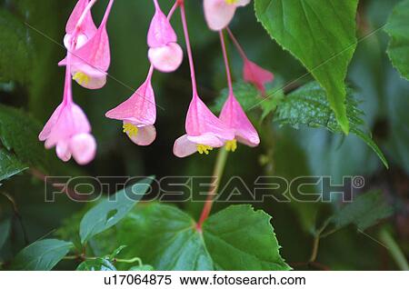 Hardy Begonia View Large Photo Image Stock Photography - Hardy Begonia. Fotosearch
