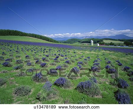 Harvesting lavender, Hokkaido Prefecture, Japan View Large Photo Image Stock Photo - Harvesting lavender, Hokkaido Prefecture, Japan. Fotosearch