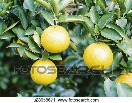 Stock Image - Hassaku orange. Fotosearch