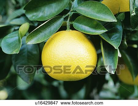 Stock Photo - Hassaku orange. Fotosearch