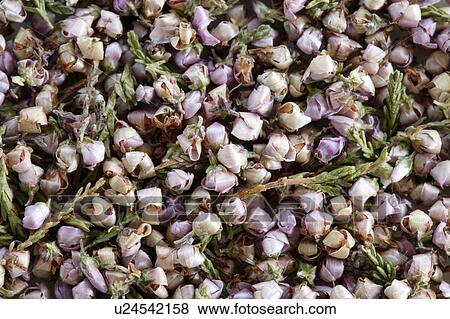 Heather tea leaves View Large Photo Image Stock Photo - Heather tea leaves. Fotosearch