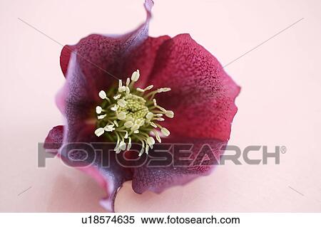 Hellebore or Christmas Rose View Large Photo Image Stock Photography - Hellebore or Christmas Rose. Fotosearch