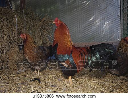 Stock Photograph - Hens and a rooster in a coop, Odate, Akita Prefecture, Japan. Fotosearch