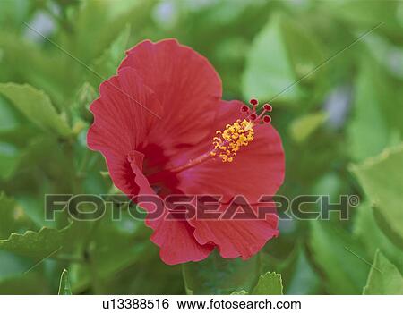 Stock Photograph - Hibiscus. Fotosearch