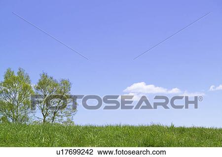 Hill with trees View Large Photo Image Stock Image - Hill with trees. Fotosearch