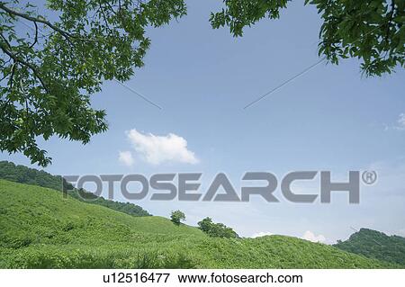 Hill with trees View Large Photo Image Stock Photo - Hill with trees. Fotosearch