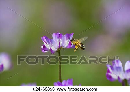 Stock Image - Honeybee feeding on Chinese milk vetch. Fotosearch
