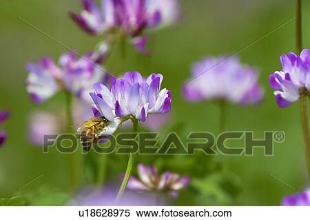 Stock Photography - Honeybee feeding on Chinese milk vetch. Fotosearch