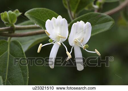 Stock Image - Honeysuckle. Tochigi Prefecture, Japan. Fotosearch