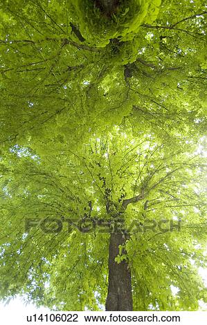 Horse chestnut tree. Paris, France View Large Photo Image Stock Image - Horse chestnut tree. Paris, France. Fotosearch