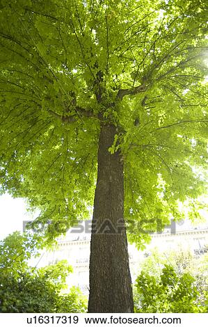 Stock Photo - Horse chestnut tree. Paris, France. Fotosearch