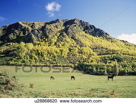 Stock Image - Horses in Meadow Park, Arrowtown, New Zealand. Fotosearch