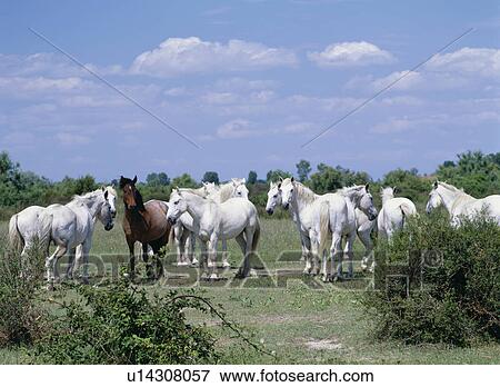 Stock Photo - Horses standing in a field, Camargue, France. Fotosearch