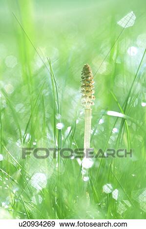 Stock Photo - Horsetail in grass. Fotosearch
