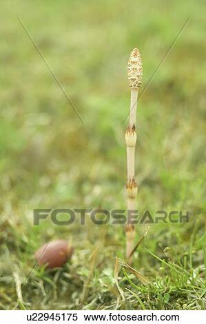 Stock Photography - Horsetail. Fotosearch