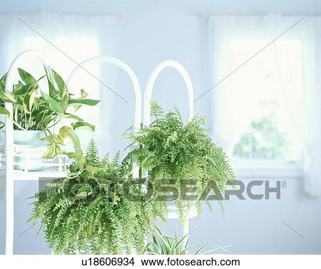 Picture - Houseplants. Fotosearch
