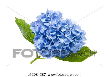 Stock Photo - Hydrangea flower. Fotosearch
