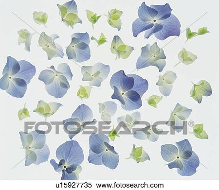 Stock Photography - Hydrangea flowers. Fotosearch