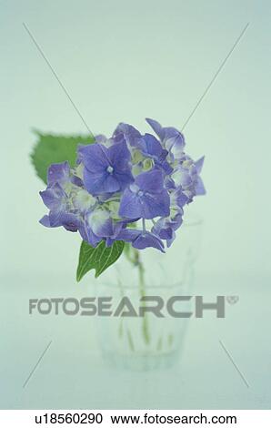 Stock Image - Hydrangea in a glass. Fotosearch