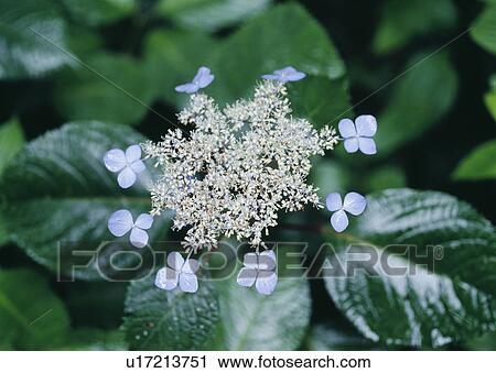 Hydrangea, Nikaho, Akita Prefecture, Japan View Large Photo Image Stock Image - Hydrangea, Nikaho, Akita Prefecture, Japan. Fotosearch
