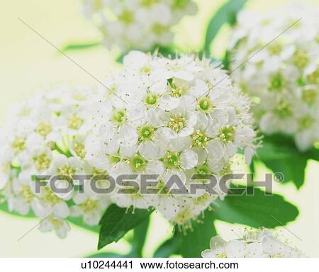 Hydrangea View Large Photo Image Stock Image - Hydrangea. Fotosearch
