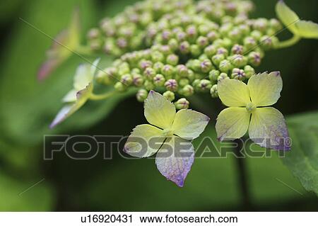 Stock Image - Hydrangea. Fotosearch