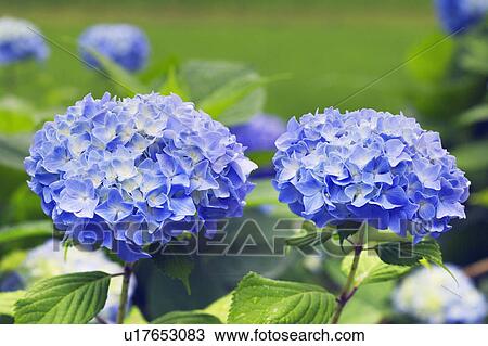 Stock Image - Hydrangea. Fotosearch