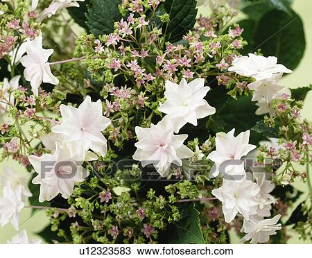 Hydrangeas View Large Photo Image Stock Image - Hydrangeas. Fotosearch