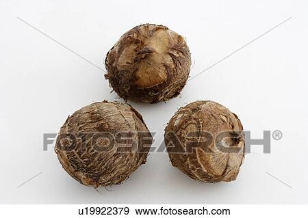 Stock Photo - Ishikawa taro. Fotosearch