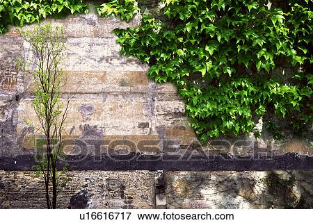 Ivy growing over wall View Large Photo Image Stock Photo - Ivy growing over wall. Fotosearch