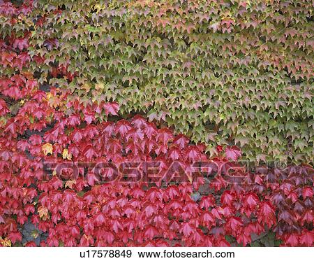 Stock Photo - Ivy. Fotosearch
