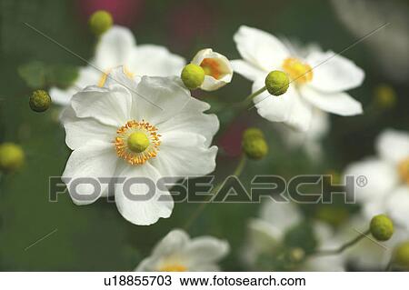 Stock Image - Japanese anemone. Fotosearch