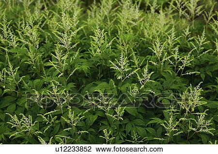 Stock Image - Japanese astilbe. Fotosearch