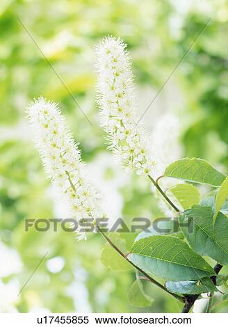 Japanese bird cherry blossoms, Tochigi Prefecture, Japan View Large Photo Image Stock Photography - Japanese bird cherry blossoms, Tochigi Prefecture, Japan. Fotosearch