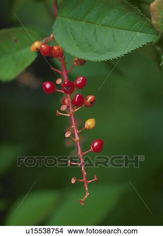 Japanese bird cherry View Large Photo Image Picture - Japanese bird cherry. Fotosearch