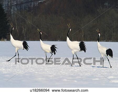 Picture - Japanese cranes walking across a snowy landscape. Fotosearch