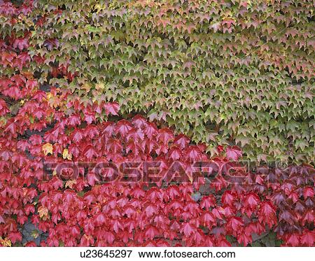 Stock Photo - Japanese ivy leaves. Fotosearch