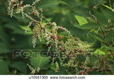 Stock Photography - Japanese knotweed. Fotosearch