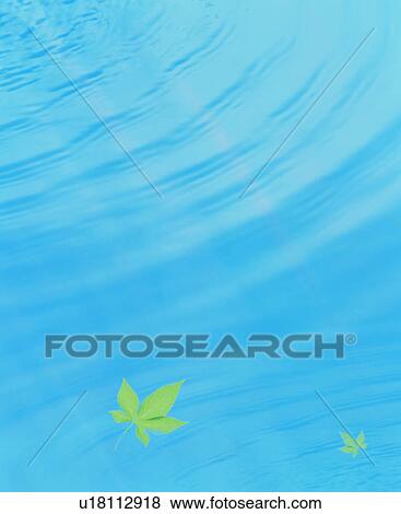 Japanese maple leaves on rippled water View Large Photo Image Stock Photo - Japanese maple leaves on rippled water. Fotosearch