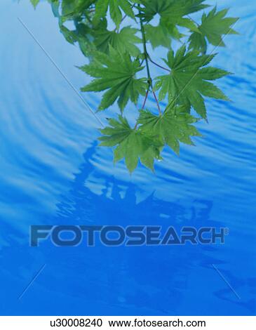 Japanese maple leaves with dew drops and water surface View Large Photo Image Stock Image - Japanese maple leaves with dew drops and water surface. Fotosearch