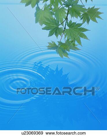 Japanese maple leaves with dew drops and rippled water View Large Photo Image Stock Photo - Japanese maple leaves with dew drops and rippled water. Fotosearch