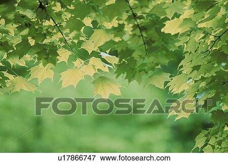 Stock Photo - Japanese maple tree. Fotosearch
