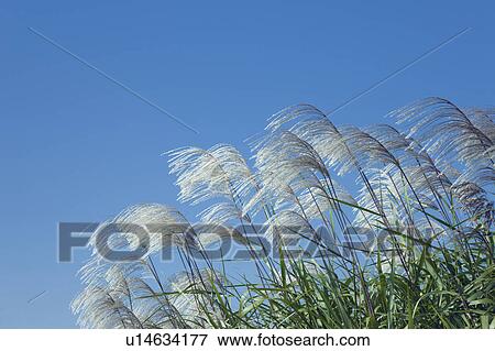 Japanese pampas grass and clear blue sky View Large Photo Image Stock Photo - Japanese pampas grass and clear blue sky. Fotosearch
