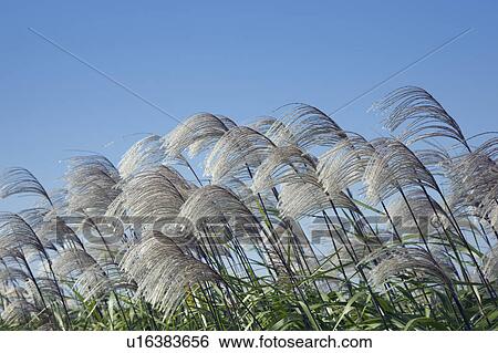 Japanese pampas grass and clear blue sky View Large Photo Image Stock Photograph - Japanese pampas grass and clear blue sky. Fotosearch