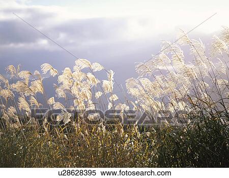 Japanese pampas grass. Kurikoma plateau, Akita Prefecture, Japan View Large Photo Image Stock Photography - Japanese pampas grass. Kurikoma plateau, Akita Prefecture, Japan. Fotosearch