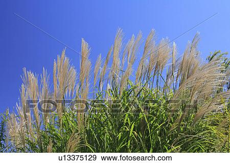 Japanese pampas grass View Large Photo Image Stock Photo - Japanese pampas grass. Fotosearch