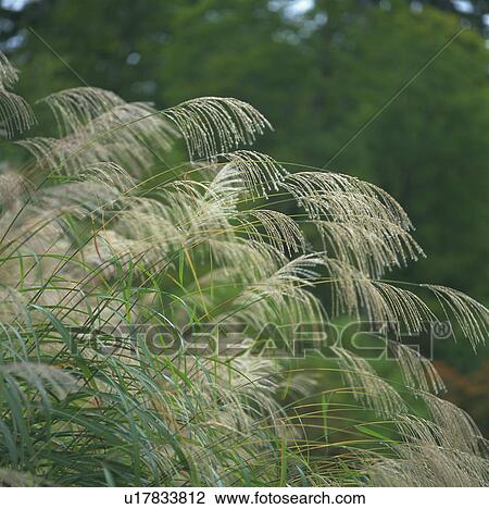 Japanese pampas grass, Uonuma, Niigata Prefecture, Japan View Large Photo Image Stock Image - Japanese pampas grass, Uonuma, Niigata Prefecture, Japan. Fotosearch