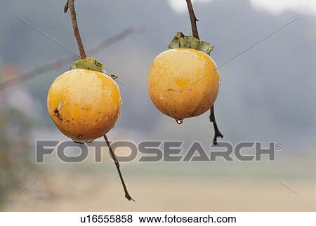 Stock Photo - Japanese persimmons. Fotosearch