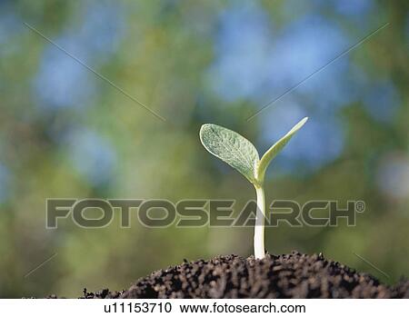Stock Image - Japanese pumpkin cotyledon. Fotosearch